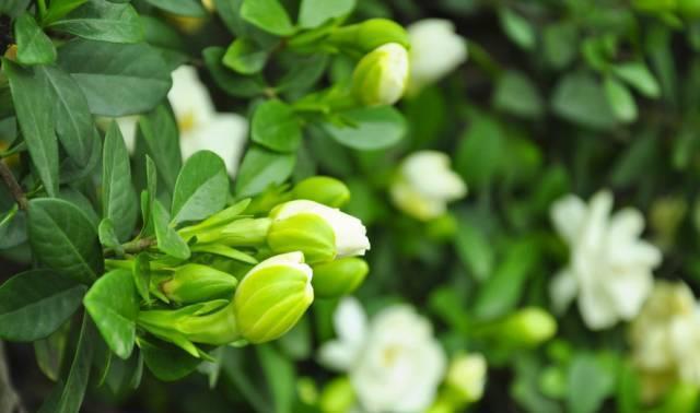 厨房这3样“小东西”,养花比肥好使,养啥爆啥!