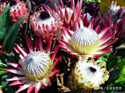 帝王花,无实力对不起此名儿,一开不谢的花!教你养法,绝对霸气