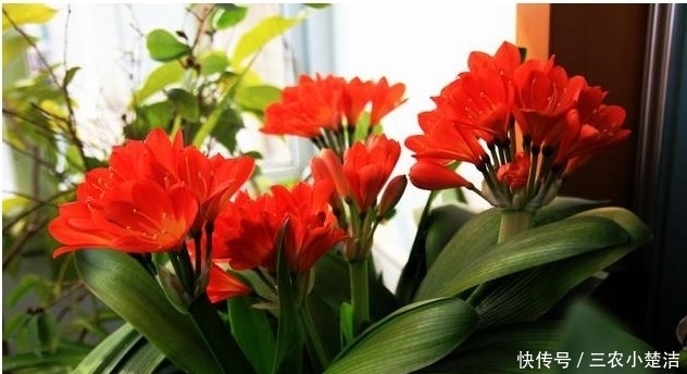 家里养花不要瞎眼!这6种花旺财又养人,有2种花是大忌!