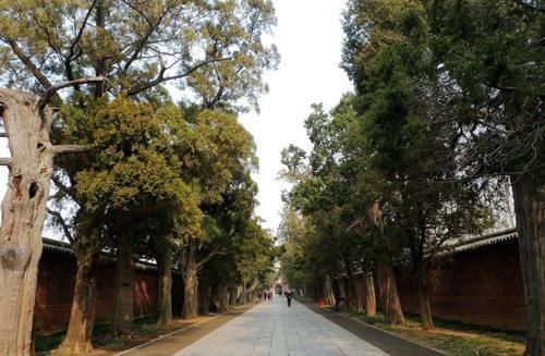  原因|我国最大的家族墓地，坟冢超10万座，千年来乌鸦不栖蛇类远避