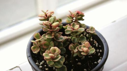  之舞喜欢|雅乐之舞怎么养？怎样做可以让它出锦更美