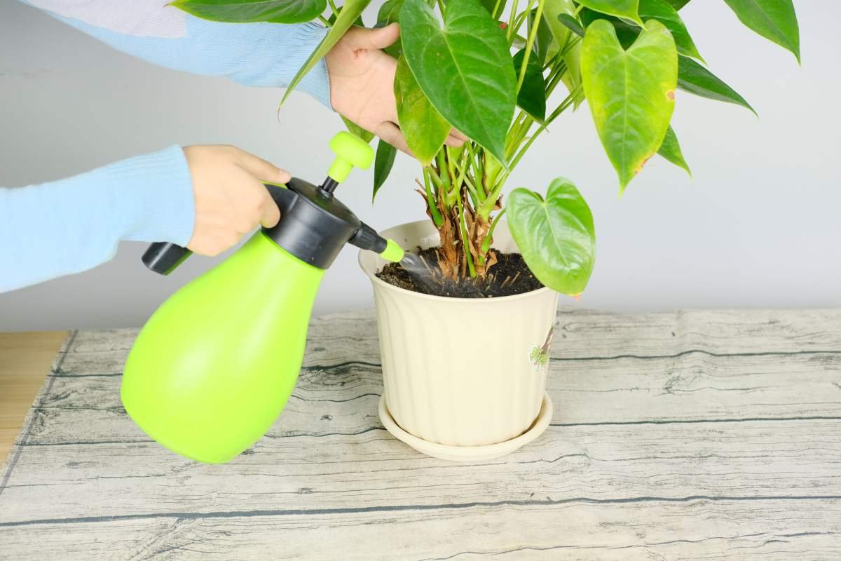  家里植物开花少？非常实用的催花小方法，轻轻松松花开满盆