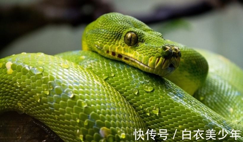 蛇人|南渝先生：生肖蛇 性格分析 上