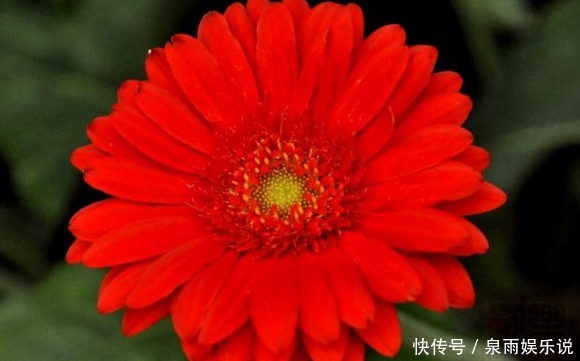 盆栽|喜欢养菊就选“小红菊”,色泽鲜艳,光彩夺目,花期长室内盆栽养