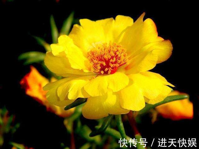 太阳花根茎软倒伏不开花,抓紧时间“剃光头”,夏末还能开一茬