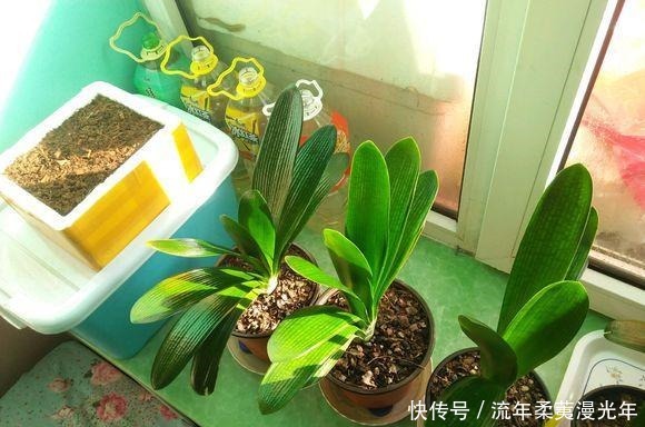肥料|君子兰最爱的“1种液体”,往花盆里浇“1勺”,1年开花2次