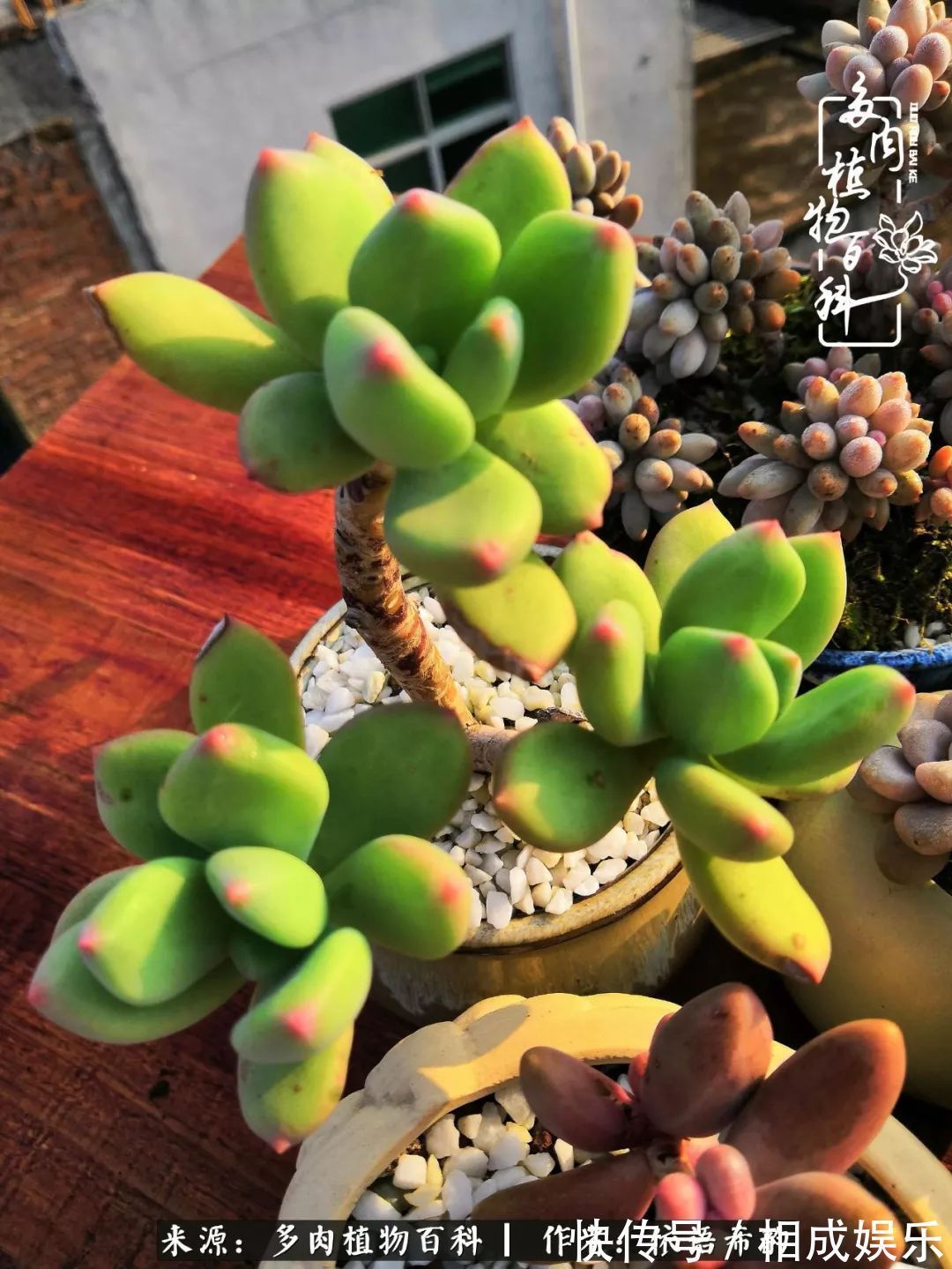 何以解忧，唯有多肉！目光所及，皆是喜欢！