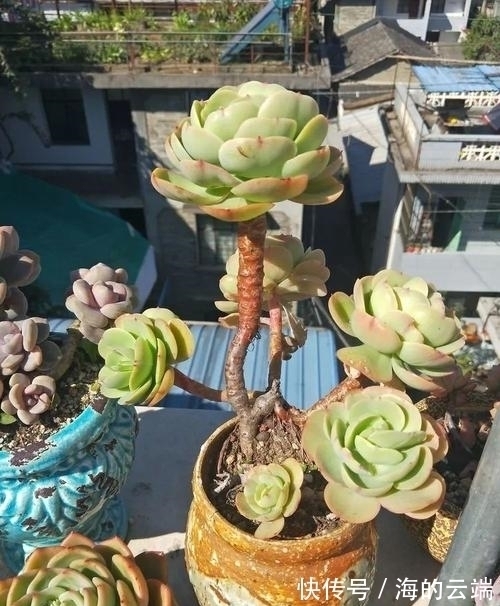 碧桃|养多肉碧桃,做好几件事,遇水疯长,清丽动人,养成群生小老桩!
