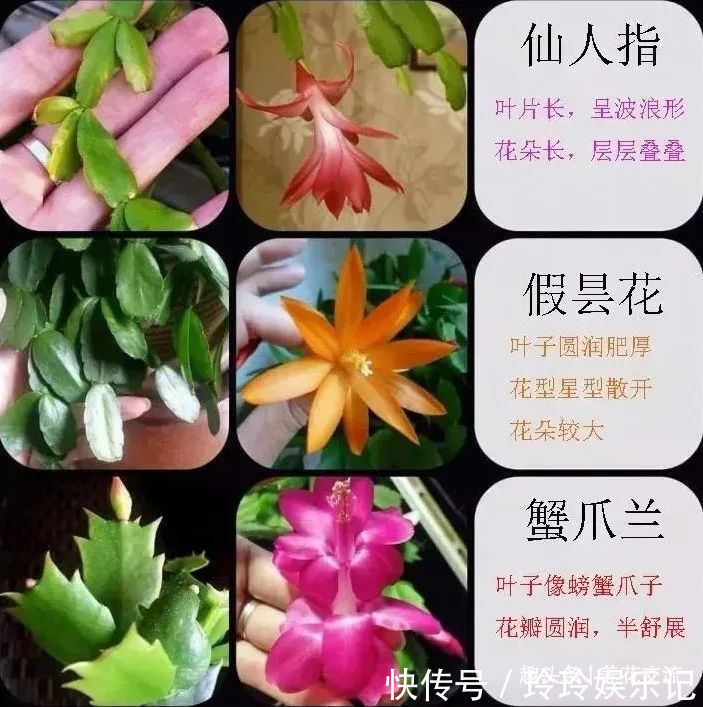 养盆栽蟹爪兰掌握10点就足够，看完就知道为啥叶子干瘪、不开花