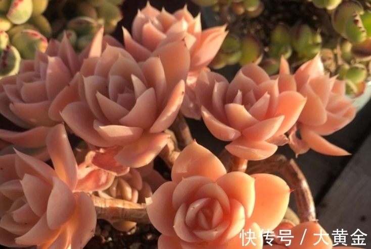 群生|网购的群生多肉散开了怎么办?不用着急,我们可以这样来解决问题