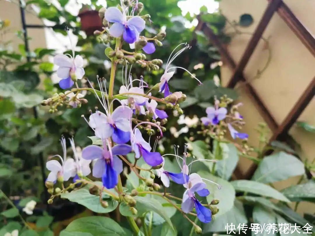 南方小露台，阳光下的花草，妥妥的小花园