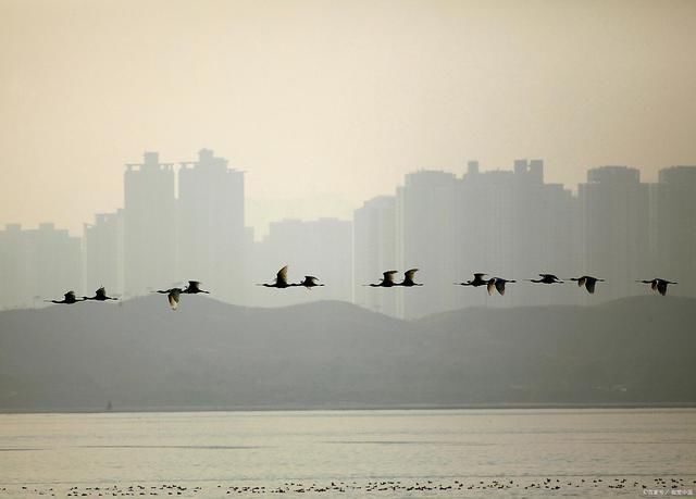 雀愁!飞鸟诗词15首碧空高天任飞翔,远山如画映小窗