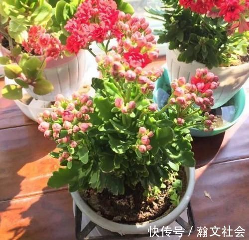 长寿花|养长寿花,将“4忌4喜”进行到底,爆盆开花只是分分钟的事情