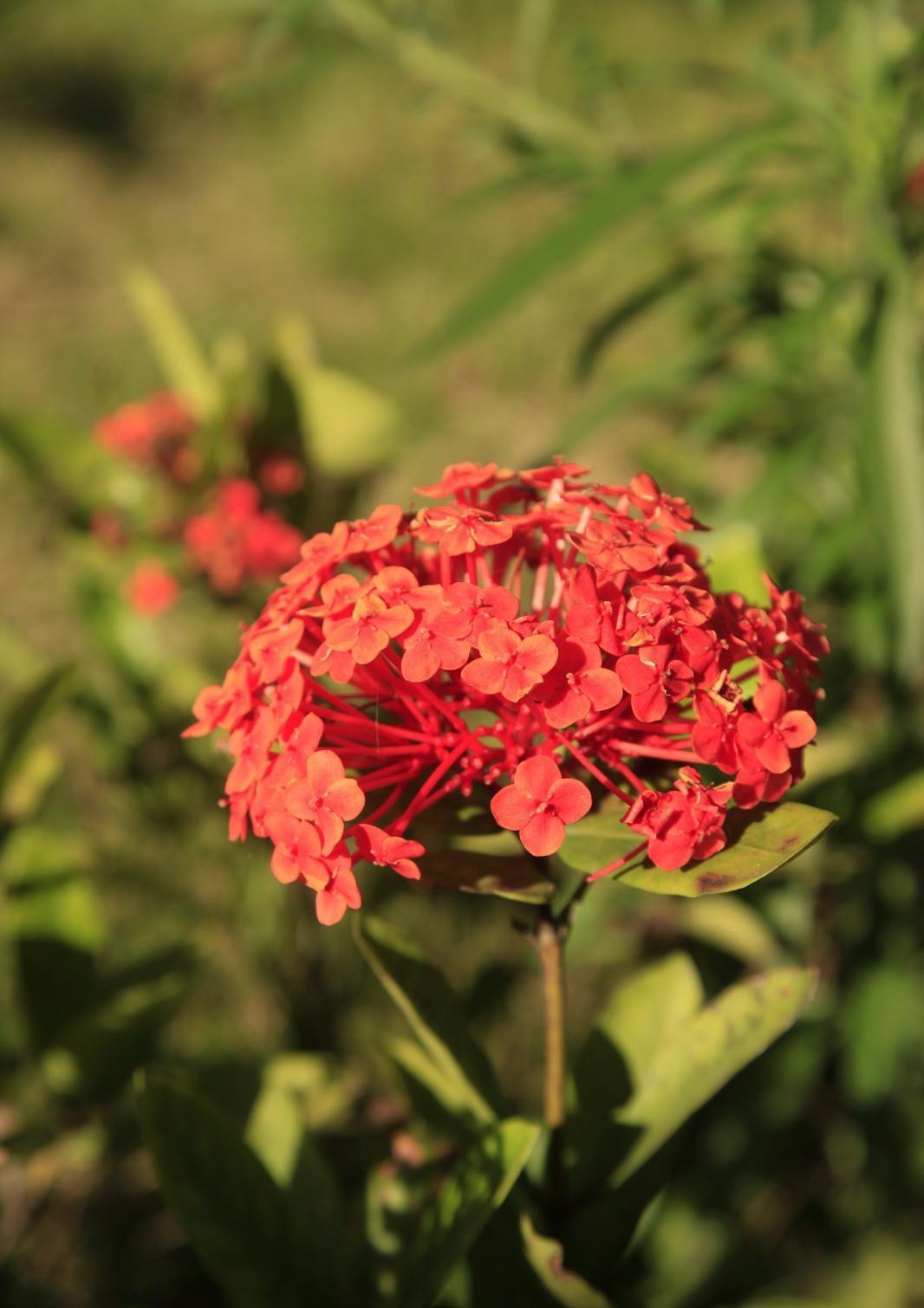 龙船花怎么养？养好龙船花，你需要这么做