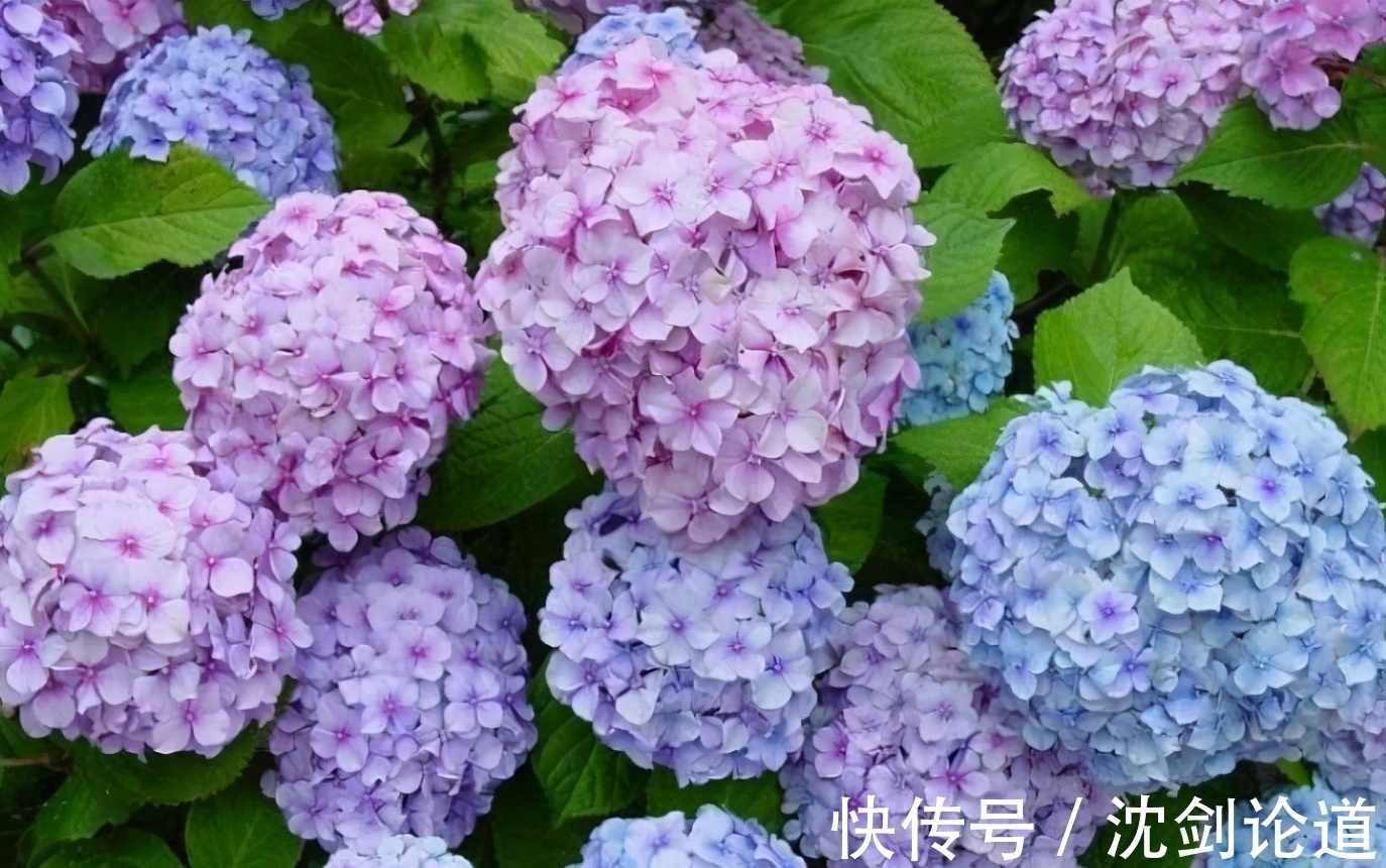 春季绣球长新芽,现在要做“5件事”,才能开花又大又漂亮