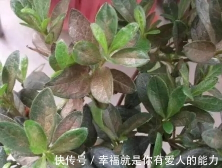 把这碗“营养液”倒在了花盆里,疯狂开花不招虫,还能冶黄叶!