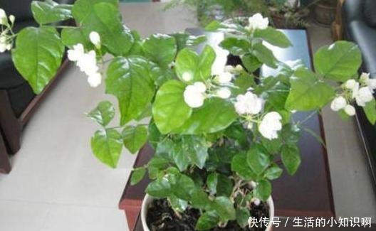 家庭盆栽茉莉花该如何管理早春满足4个条件,五六月砰砰开花!