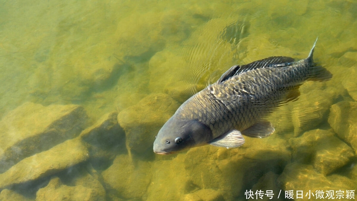20多年钓鱼经验告诉我，子线的长短，对渔获也有很大的影响
