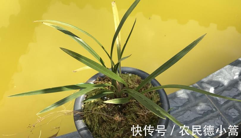 喷洒|兰花叶片上有灰尘，怎么清洗比较好？内行人：方法还真不少