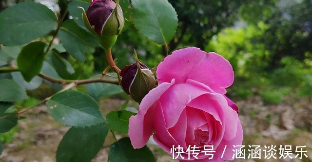浇水|月季花期管理方法大揭秘,三个重点缺一不可