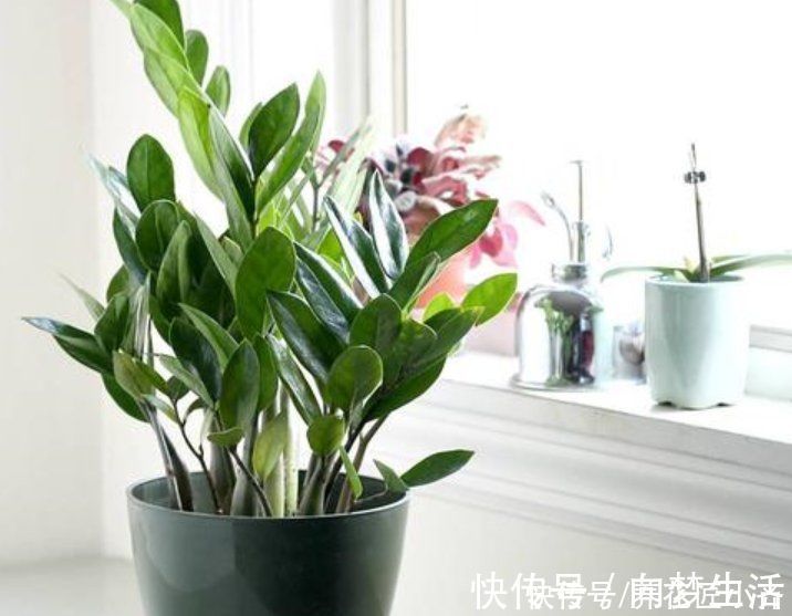 根系|金钱树养不好?要了解它的“根”,浇水施肥掌控好,不烂根不黄叶