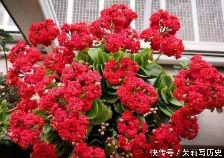 几种漂亮花,好打理,易爆盆,招财又开运,颜值超高的