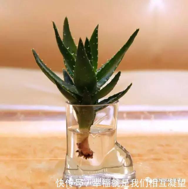 放水|4种花放水里猛长根,比土培好养100倍,一分钱不花,还很漂亮!