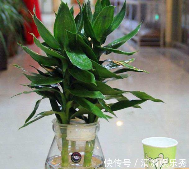 植物烂根用什么消毒