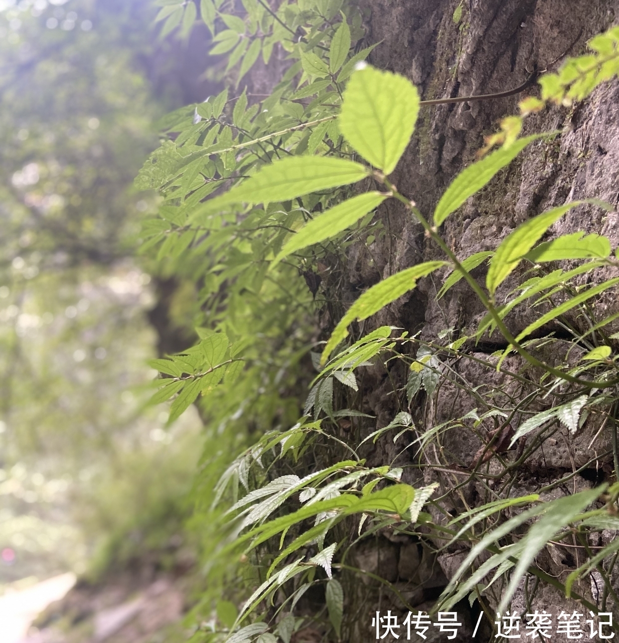 泪痕#秦观《鹧鸪天.枝上流莺和泪闻》：雨打梨花深闭门