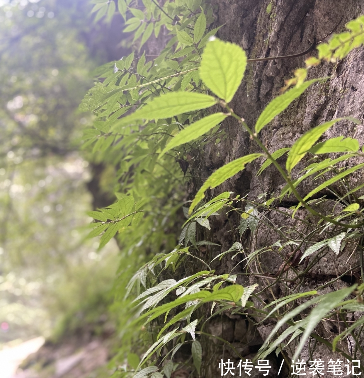 泪痕#秦观《鹧鸪天.枝上流莺和泪闻》:雨打梨花深闭门