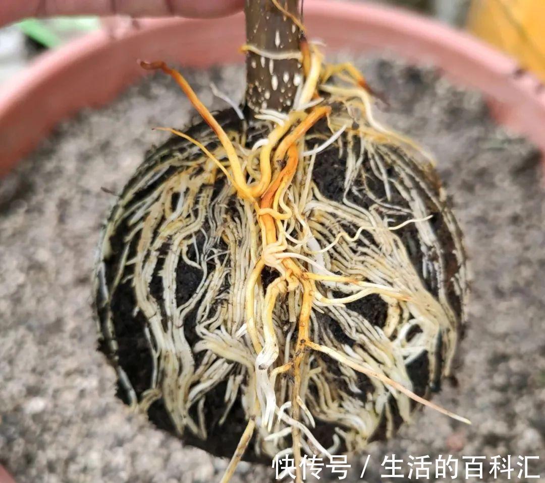 这花不用扦插，枝条套个塑料袋，大白根呼呼冒养花大全昨天