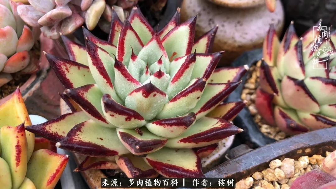 多肉度夏经验谈四季皆露养,兢兢业业养肉三年半!