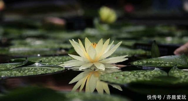 根部|水培养花真方便,缺营养滴营养液,平日只换水就行了,不信就试试