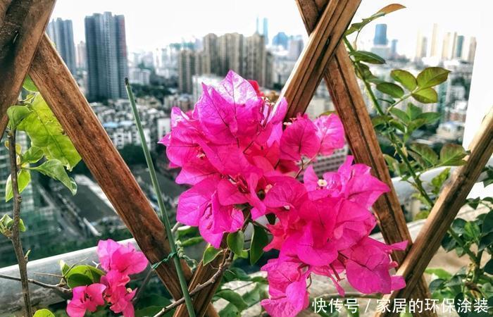  植株|三角梅开花不整虚的，只要你用对方法，北方也能满枝头花苞