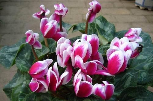 记住|仙客来买回家,记住1少、2多、2不,花苞一串接一串