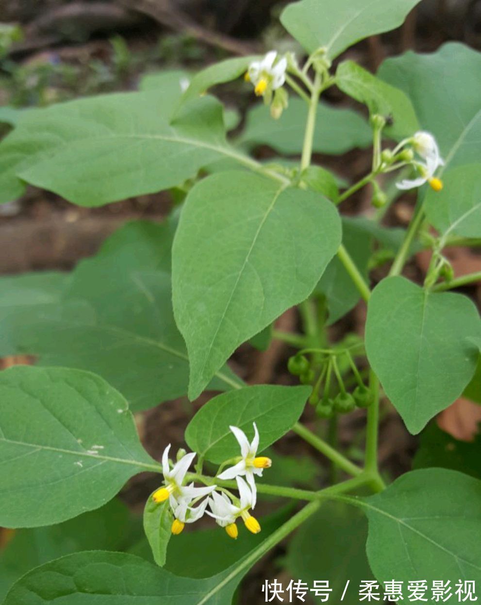野菜|农村8种野菜,在冬季可以采挖来吃,你都吃过几种?不要错过
