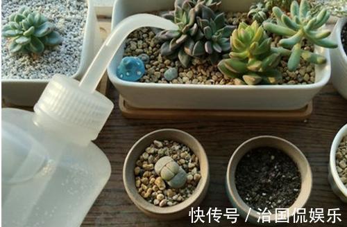 浇花|再好养的花，也不能这么浇水，正确方法要知道！