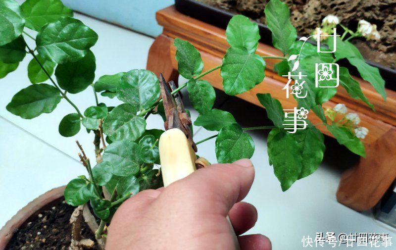 2月养茉莉，给新手泼点“冷水”：2件事做不得，不注意恐收空盆