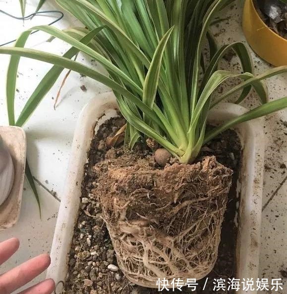 兰花|这几种花是吃土机器，秋天必须换盆土，否则再怎么养都黄叶哗哗掉