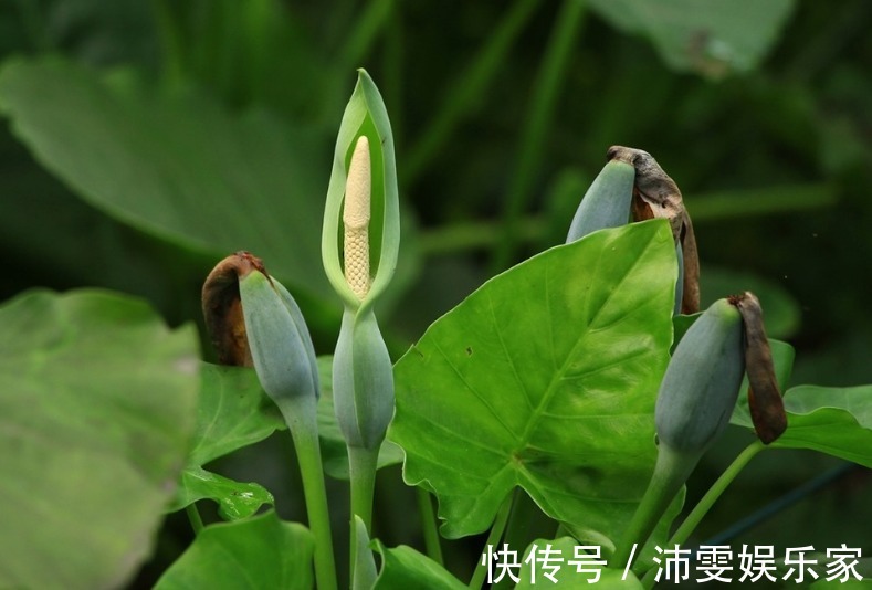 内蕴&此花身姿十分的优雅,开出的花酷似观音,象征着吉祥如意的寓意