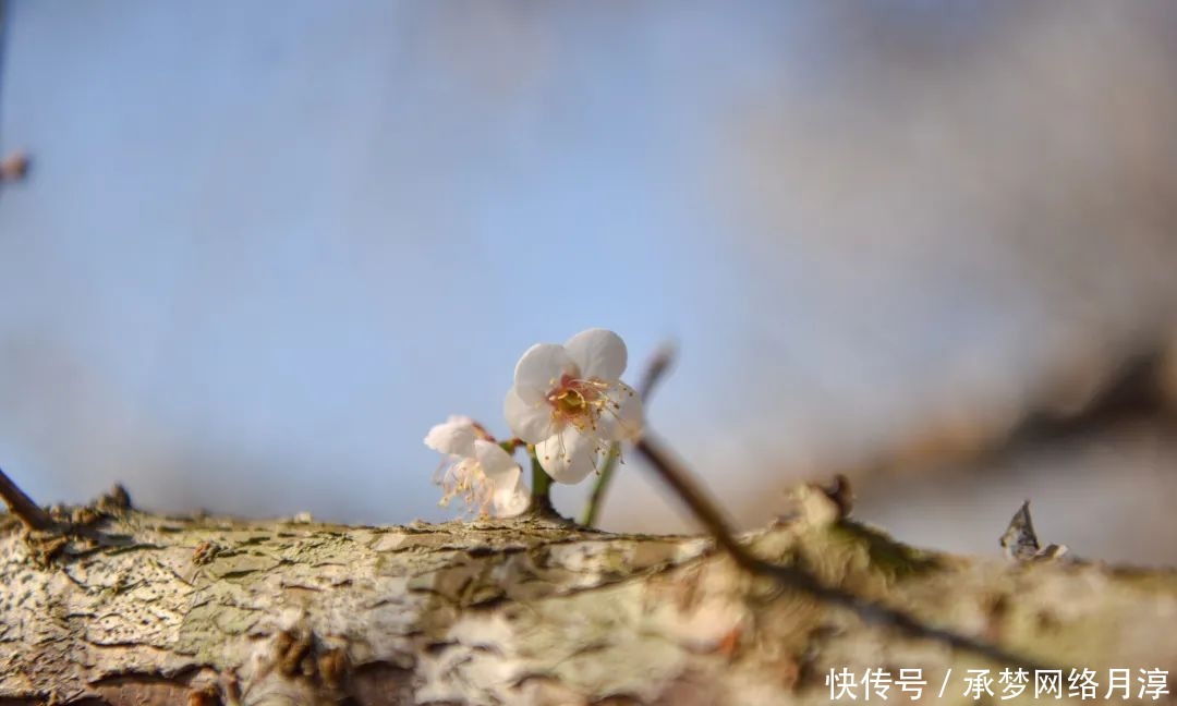 老年|【美图】小编带您赏万亩青梅花海