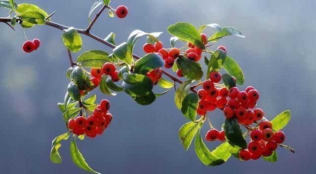  能变|农村当柴烧的花，搬回家剪一剪就能变盆景，喜庆又好看