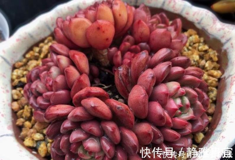 花箭|红宝石一直长花箭是咋回事？甭理它，它就是多肉植物中的“骡子”