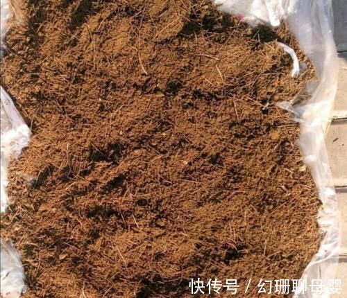 养花|松针土采集回来,怎样处理才能养花?教你制作松针土