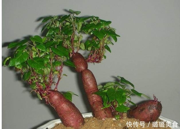 红薯保存难?教你一招,放一年都不坏,还越放越甜