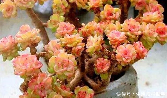 阿勇|多肉中的牡丹仙子,晶莹剔透爱爆头,杏黄橙红颜色美,最适合新手!