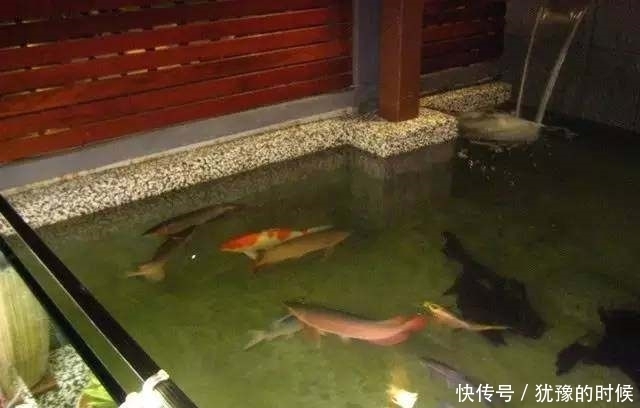 鱼缸和池还可以这样结合?只能说很有想法,有钱我也搞一个!