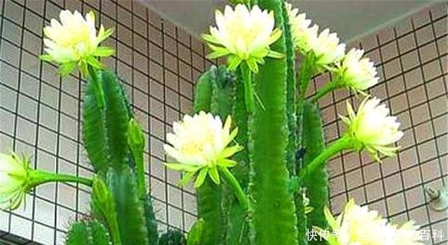 养龙骨花，要谨记一个“懒”字，越懒长得越壮，勤快容易出问题！