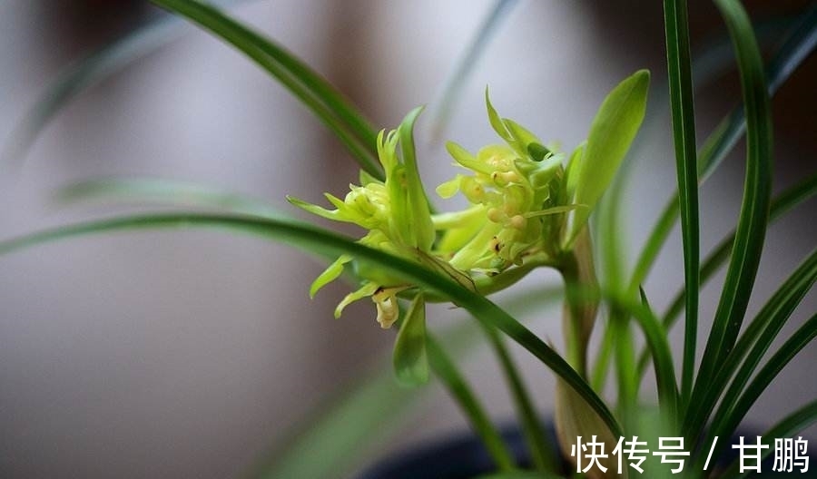 萧艾!五言绝句◆空谷幽兰