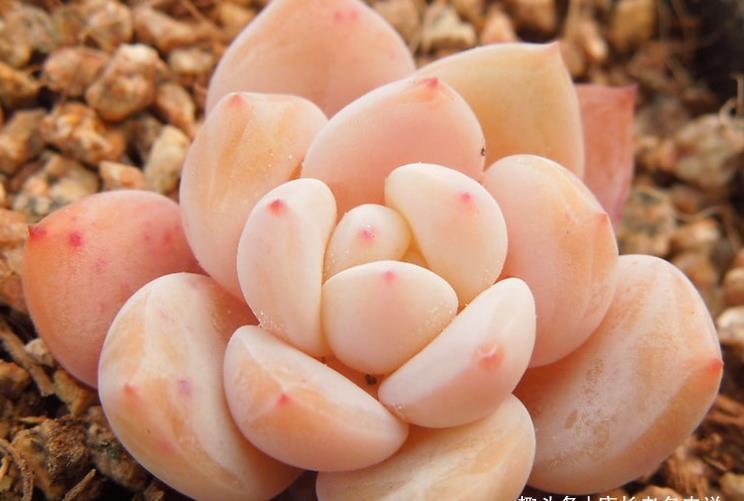 夏季|多肉橙梦露非常漂亮,且越“虐”越美,那么夏季还可以购买吗?